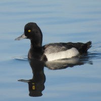 Lesser Scaup